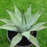 Agave durangensis - 