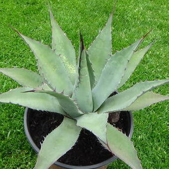 Agave durangensis