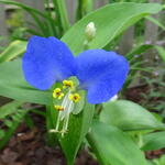 Commelina erecta - 