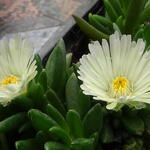 Delosperma congestum 'White Nugget' - 