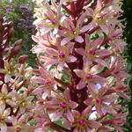 Eucomis comosa 'Sparkling Rosy' - 