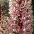 Eucomis comosa 'Sparkling Rosy'