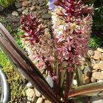 Eucomis comosa 'Sparkling Rosy' - 