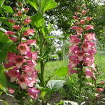 Digitalis x valinii 'Berry Canary' - 