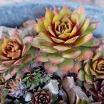 Sempervivum 'CHICK CHARMS Gold Nugget' - 