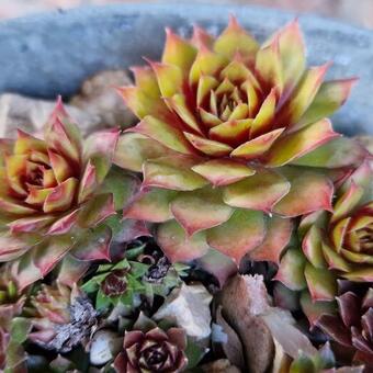 Sempervivum 'CHICK CHARMS Gold Nugget'