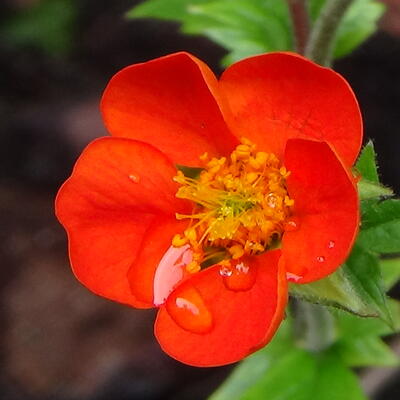 Geum coccineum 'Koi'