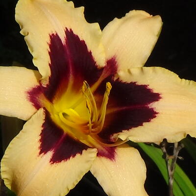 Hemerocallis 'Wild Horses' - 