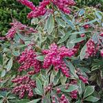 Pieris japonica 'Ralto Rose' - 