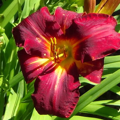 Hemerocallis 'Dewey Roquemore' - 