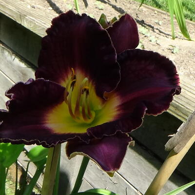 Hemerocallis 'Francis of Assisi' - 