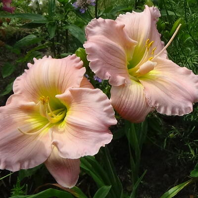 Hemerocallis 'Barbara Mitchell' - 