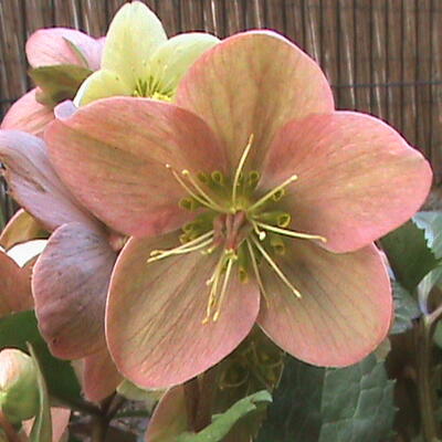 Helleborus x ericsmithii 'Pink Beauty' - 