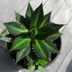 Agave univittata 'Splendida' - 