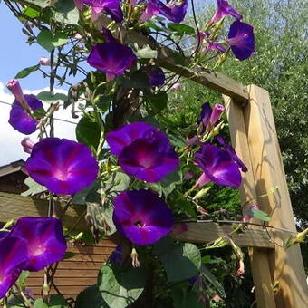 Ipomoea purpurea 'Grandpa Ott's'