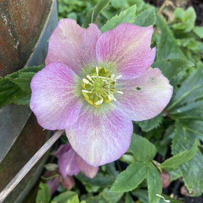 Helleborus orientalis 'Pink LADY' - Helleborus orientalis 'Pink LADY'