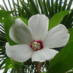 Hibiscus moscheutos - 