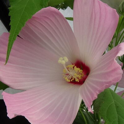 Hibiscus moscheutos - 