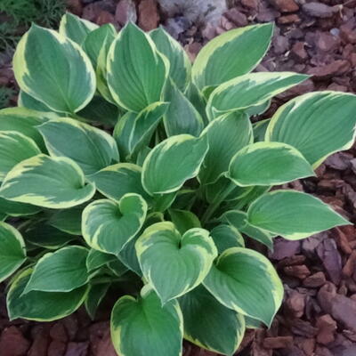 Hosta 'Fringe Benefit' - 