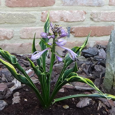 Hosta 'Hands Up' - 