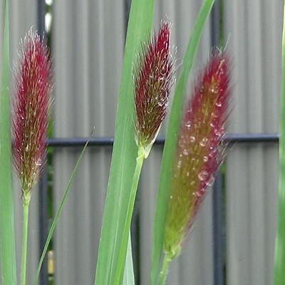 Pennisetum thunbergii