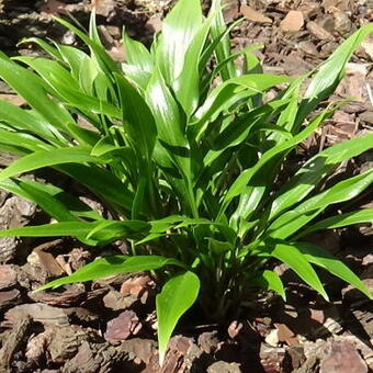 Hosta 'Tortifrons'