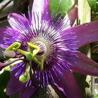 Passiflora 'Amethyst 'Beervelde'