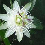 Passiflora caerulea 'Avalanche' - 