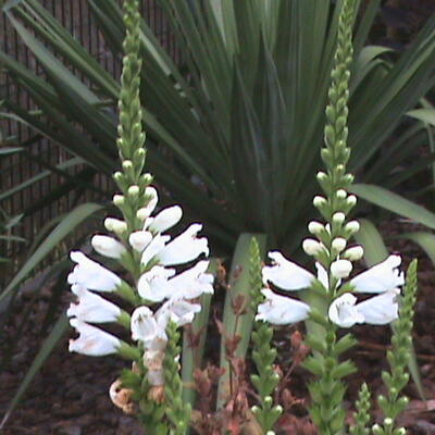 Physostegia virginiana 'Alba'