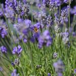 Lavandula angustifolia 'Granny's Bouquet' - 