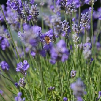 Lavandula angustifolia 'Granny's Bouquet'