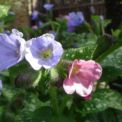 Pulmonaria longifolia - 