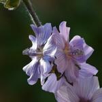 Lavatera 'Blue Bird' - 