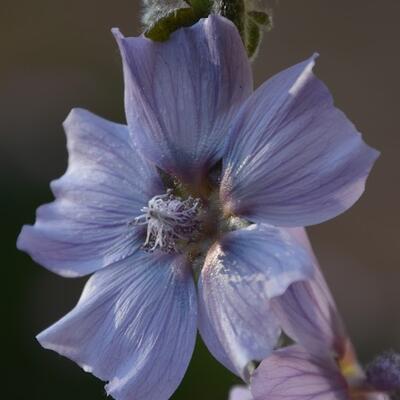 Lavatera 'Blue Bird' - 