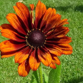 Rudbeckia 'SUMMERINA Orange'