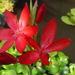 Hesperantha coccinea - Roter Sumpfspaltgriffel