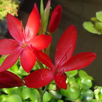 Hesperantha coccinea