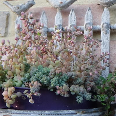 Sedum dasyphyllum - 