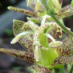 Tricyrtis latifolia - Tricyrtis à feuilles larges