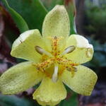 Tricyrtis ohsumiensis - 