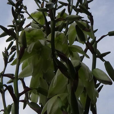 Yucca gloriosa - YUCCA SUPERBE