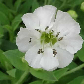 Silene uniflora