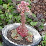 Sempervivum 'Gerbeun' - 