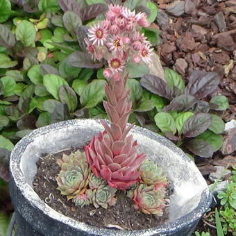 Sempervivum 'Gerbeun'