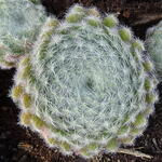 Sempervivum Arachnoideum 'Cebenese' - 