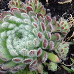 Sempervivum Arachnoideum 'Cebenese' - 