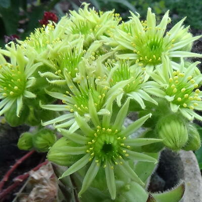 Sempervivum Arachnoideum 'Cebenese' - 