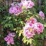 Paeonia suffruticosa 'Yin Hong Qiao Dui' - 