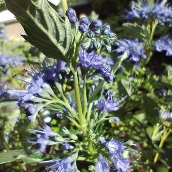 Caryopteris x clandonensis 'Blue Cloud'