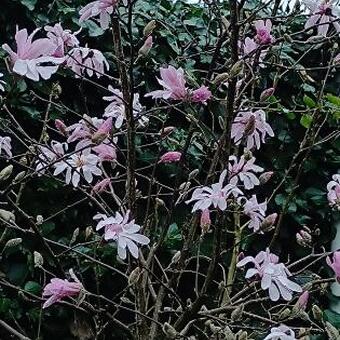 Magnolia stellata 'Rosea'